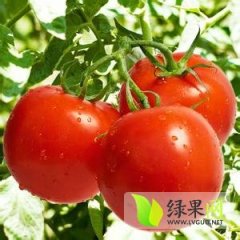 2014庄河西红柿值得出手