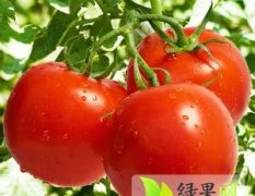 2014庄河西红柿值得出手