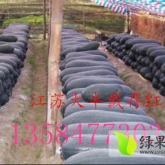 大丰通商戴存红7月铁冠军冬瓜