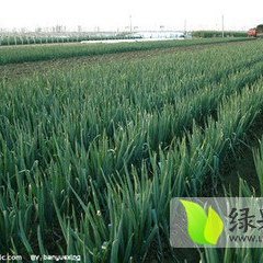 2014滕州大葱收购工作全面开展