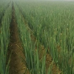 2014济宁曲阜200亩章丘大葱上市