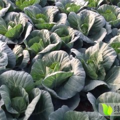 2014钟祥大面积卷心菜甘蓝，包菜