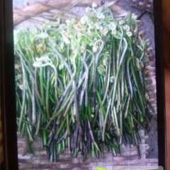 云南大理市蕨菜 口感爽口