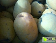 大理市木瓜 优质新品种白木瓜