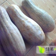 2014江苏南瓜现在订货有惊喜
