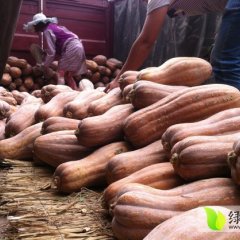 金乌秘本南瓜 现大量上市了 欢迎前来采购