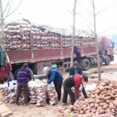 四川简阳烟薯系列红薯名优产品