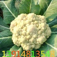 2014沛县菜花再不来就没机会了！