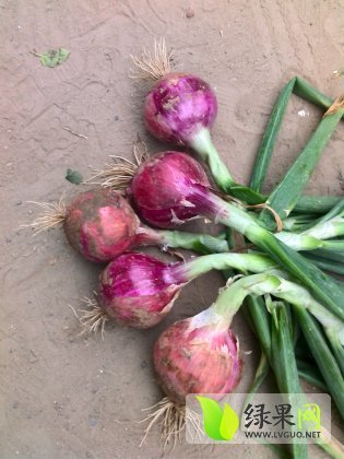 2014年山东安丘红皮洋葱价格