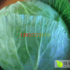 河南新野大包菜