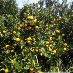 广西全州南丰蜜桔：咸水邓松林