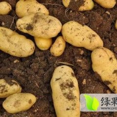 公主岭怀德尤金885 荷兰系列