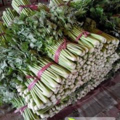 2014河口芹菜值得出手