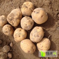 一点红 黄皮黄肉 皮薄 芽眼浅 销售火辣