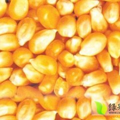 渝北玉米质量上乘,新溉张东诚信合作