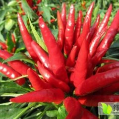 大量优质朝天椒出售（天宇）河南诺亚农业有限