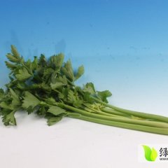 2014铜山芥菜价格波动不大