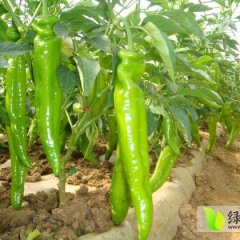 青州辣椒上货量大,谭坊董成祥诚信合作