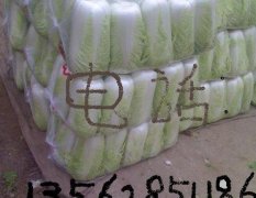 2014肥城白菜再不来就没机会了！