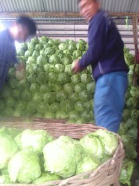 甘蓝上市鸡术童春锋诚信合作