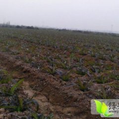 2014江永莴苣抓住商机无限