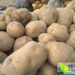 安定巉口李佳亮10月大白花新大坪土豆