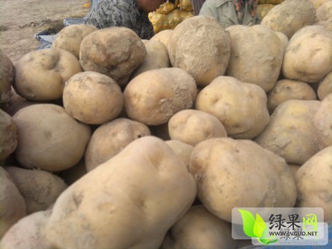 2014年甘肃安定大白花新大坪价格