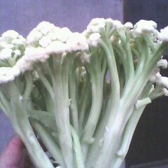 江苏铜山白面青梗散花菜花