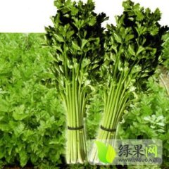 山东禹城露地西芹和冷棚西芹