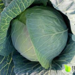 君山广兴李刚明10月包菜甘蓝