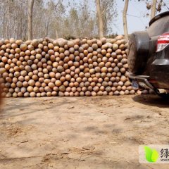 华容南瓜长势旺盛,新江黄可文诚信合作