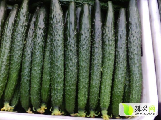 2014年山东莘县德瑞特721黄瓜价格