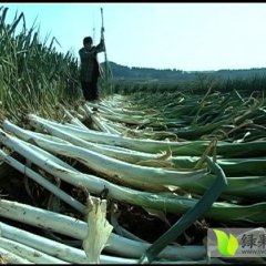 山东平邑长白大葱上货量大