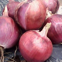 2016民勤洋葱 民勤小王专业代办