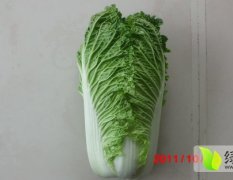 肥城王庄杨培刚10月北京新三号白菜