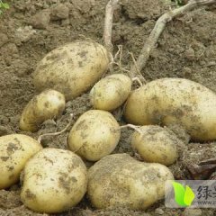 科右前旗保门11月土豆出售