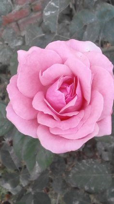 章丘高官寨镇长期代收各种蔬菜！