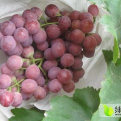 宾川二荐葡萄上市！欢饮订购！