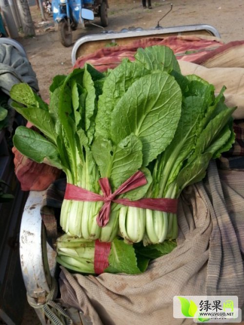 2015年河北永年小白菜价格