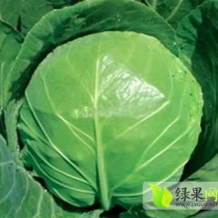 宜城王集刘建新11月旺旺甘蓝