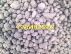 山东牡丹豆山药火热上市