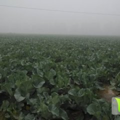 2014高阳菜花现在订货有惊喜