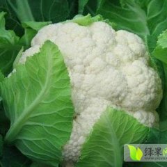 河南通许雪玉：后城耳岗马现群