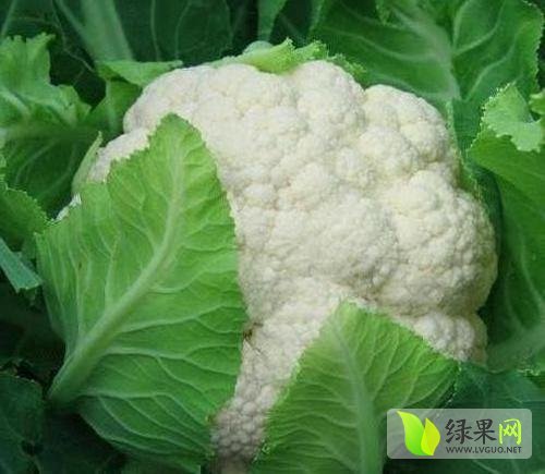 2014年河南通许雪玉价格