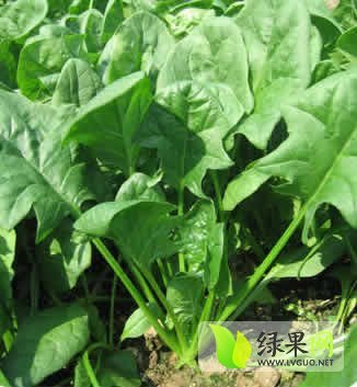 2014年山东岱岳大叶菠菜价格