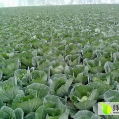 钟祥甘蓝假一赔十,旧口夏生诚信合作