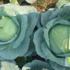 2014君山甘蓝现在订货有惊喜