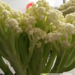 民权城关马占军10月白面青梗松花菜菜花