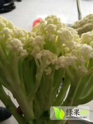 2014年河南民权白面青梗松花菜价格