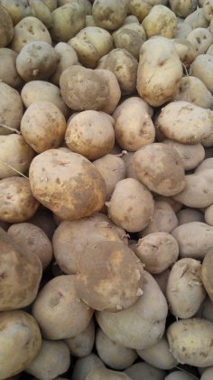 甘肃静宁一点红土豆质量上乘